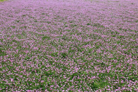 Téléchargez les photos : Beau champ de fleurs cosmos violet - en image libre de droit