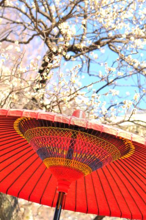 Foto de Paraguas de papel rojo y árbol floreciente durante el Festival de Ciruela de Japón - Imagen libre de derechos