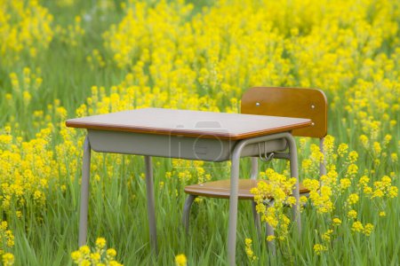 Téléchargez les photos : Bureau de l'école et chaise dans le domaine des fleurs jaunes, fond de l'éducation - en image libre de droit