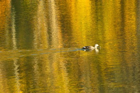 Téléchargez les photos : Canard dans l'eau - en image libre de droit