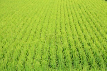 Photo for Rice field in summer, close up - Royalty Free Image