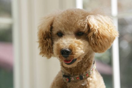 Téléchargez les photos : Gros plan de chien caniche gingembre - en image libre de droit