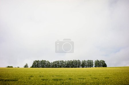 Téléchargez les photos : Un beau cliché d'un champ vert avec un arbre par une journée nuageuse - en image libre de droit