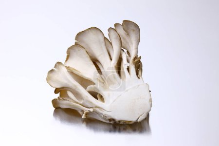 close-up view of fresh Maitake Mushrooms on white background                                      