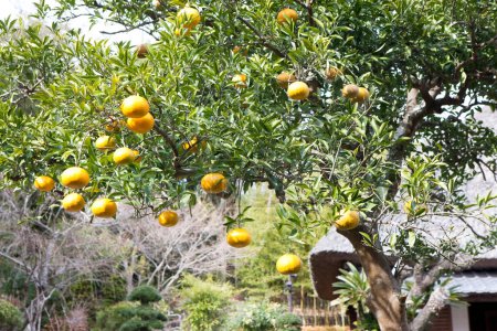 Téléchargez les photos : Arbre vert avec des oranges mûres dans le jardin - en image libre de droit