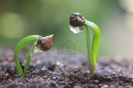 Foto de Plantas jóvenes que crecen del suelo en el jardín de primavera - Imagen libre de derechos
