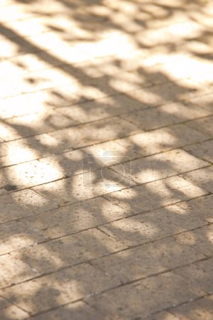 Foto de Abstracto fondo borroso de sombra de árbol sobre asfalto - Imagen libre de derechos