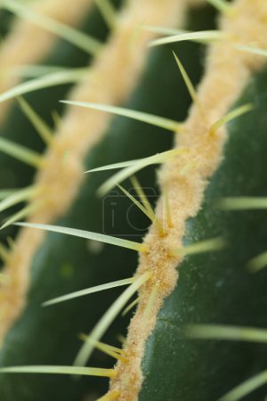 Foto de Primer plano de cactus con espinas, fondo de la naturaleza - Imagen libre de derechos