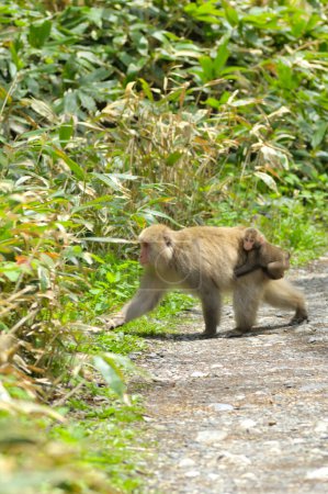Photo for A monkey walking down a dirt road with a baby monkey on its back - Royalty Free Image