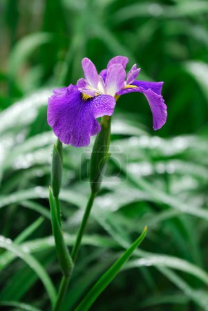 Téléchargez les photos : Une fleur violette avec des feuilles vertes en arrière-plan - en image libre de droit