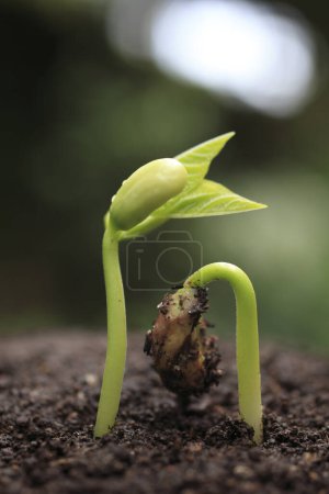 Photo for A small plant sprouting from the ground - Royalty Free Image