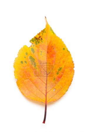 Téléchargez les photos : Feuilles d'automne isolées sur fond blanc - en image libre de droit