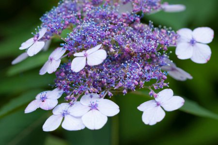 Téléchargez les photos : Belles fleurs d'été dans le jardin, vue de jour - en image libre de droit