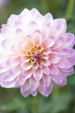 Foto de Flor de dalia rosa en el jardín, de cerca - Imagen libre de derechos