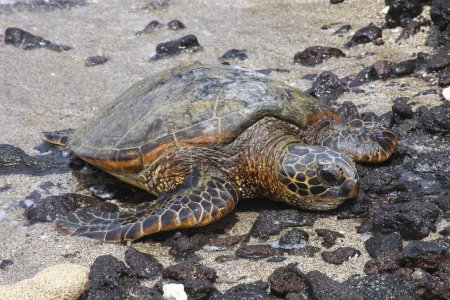 Foto de Retrato de galápagos tortuga marina en la playa - Imagen libre de derechos