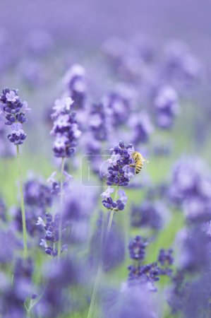 Photo for Bee sitting on beautiful lavender in the garden - Royalty Free Image