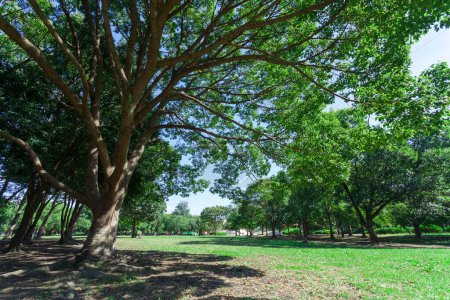 Foto de Parque con árboles verdes durante el día - Imagen libre de derechos
