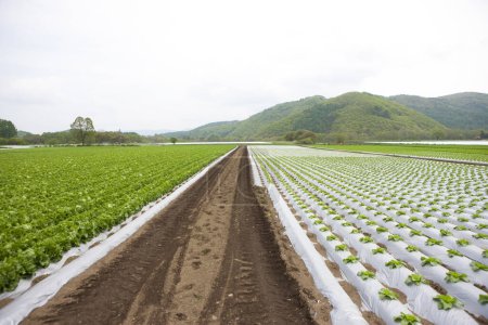 Téléchargez les photos : Champ de légumes frais avec des nuages blancs en arrière-plan - en image libre de droit