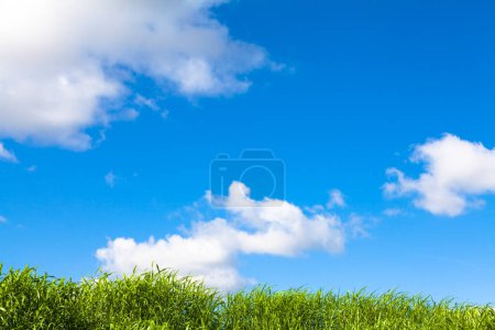 Foto de Campo verde y cielo azul - Imagen libre de derechos