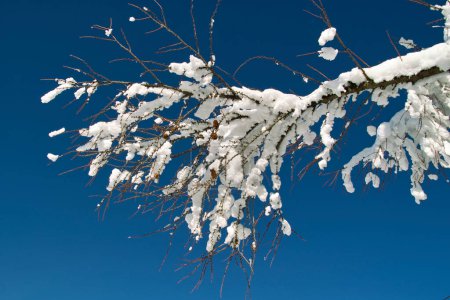 Foto de Hermosos árboles cubiertos de nieve contra el cielo azul - Imagen libre de derechos