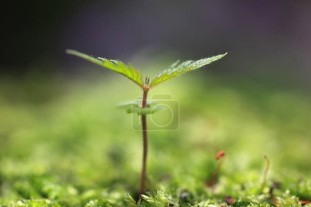 Foto de Una pequeña planta que brota del suelo - Imagen libre de derechos