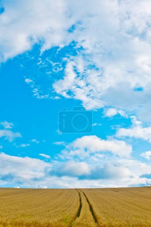 Téléchargez les photos : Champ de blé incroyable avec fond bleu ciel - en image libre de droit