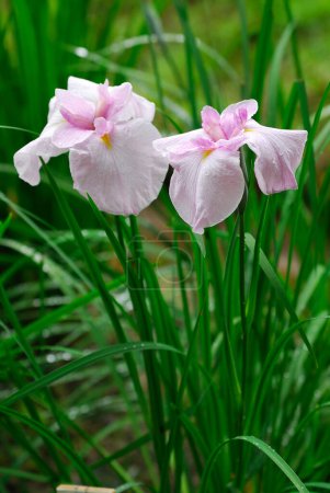Foto de Dos flores púrpuras en un jardín con hierba verde - Imagen libre de derechos