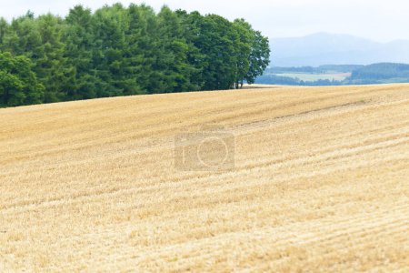 Foto de Hermosa vista del campo de trigo en el campo - Imagen libre de derechos