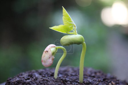 Téléchargez les photos : Une plante poussant du sol - en image libre de droit