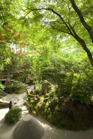 Foto de Una toma vertical de un hermoso árbol verde en el jardín - Imagen libre de derechos