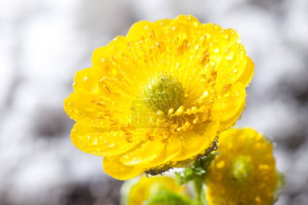 Foto de Flores amarillas con gotitas de agua, primer plano - Imagen libre de derechos