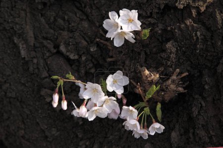 Téléchargez les photos : Vue rapprochée d'un bouquet de fleurs blanches sur un arbre - en image libre de droit