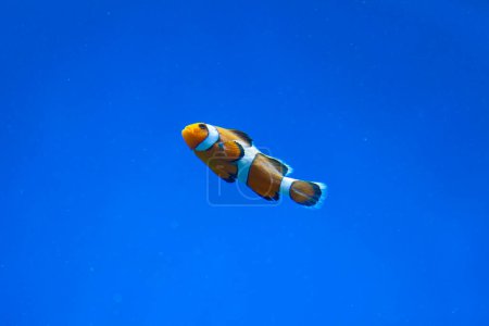 Téléchargez les photos : Photo sous-marine d'un beau poisson tropical - en image libre de droit