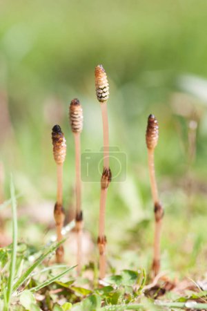 Foto de Un grupo de pequeñas plantas que crecen del suelo - Imagen libre de derechos