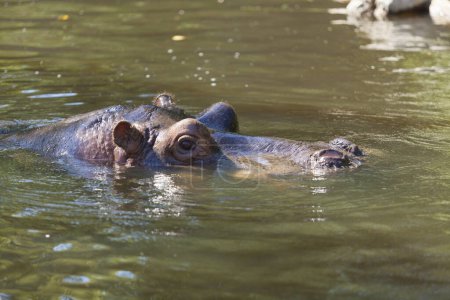 Téléchargez les photos : Un hippopotame reposant dans l'eau, gros plan - en image libre de droit