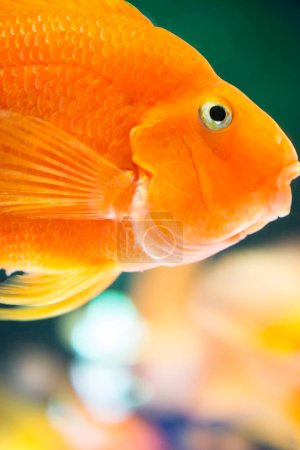 Photo for Close up of fish in aquarium - Royalty Free Image