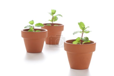Téléchargez les photos : Trois plantes vertes poussant dans des pots en céramique isolés sur fond blanc - en image libre de droit
