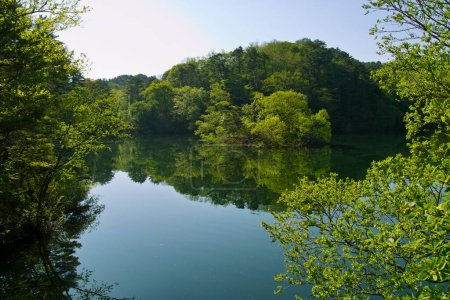 Téléchargez les photos : Beau lac et arbres verts dans la forêt - en image libre de droit