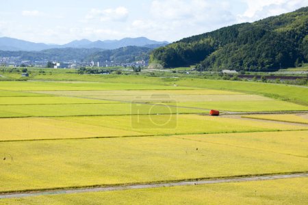 Téléchargez les photos : Les rizières de paddy - en image libre de droit