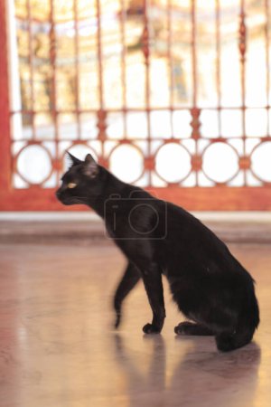 Photo for Cat walking on the floor - Royalty Free Image