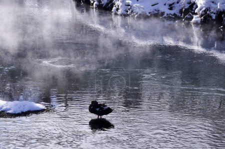 Téléchargez les photos : Canard dans la rivière dans le parc d'hiver - en image libre de droit