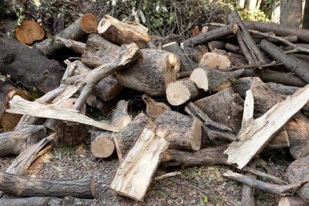 Téléchargez les photos : Pile de bois de chauffage coupé frais - en image libre de droit