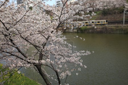 Foto de Vista del río en flor de cerezo tiempo en Japón - Imagen libre de derechos