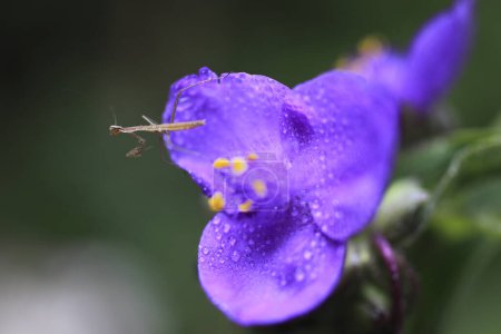 Téléchargez les photos : Macro shot de gouttes d'eau sur fleur violette - en image libre de droit