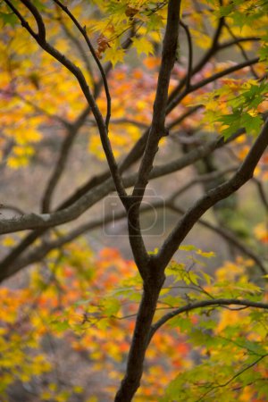 Téléchargez les photos : Feuilles d'arbre d'automne dans la forêt - en image libre de droit