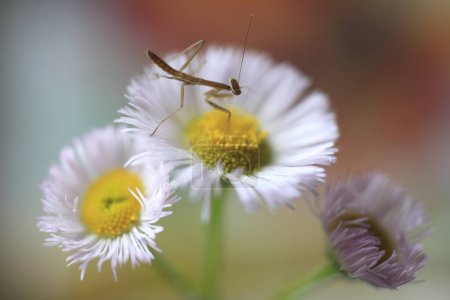 Téléchargez les photos : Gros plan d'un insecte sur une fleur de marguerite blanche - en image libre de droit