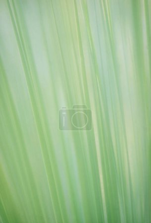 Téléchargez les photos : Feuilles vertes floues, flore et feuillage abstrait fond naturel - en image libre de droit