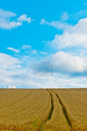 Photo for Amazing wheat field with blue sky background - Royalty Free Image
