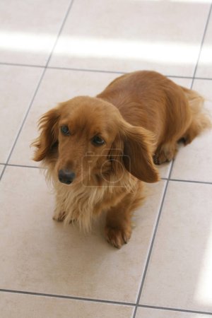 Téléchargez les photos : Portrait d'un chien mignon à l'intérieur de la maison - en image libre de droit