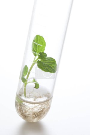 Téléchargez les photos : Verrerie de laboratoire, plante verte poussant dans un tube isolé sur fond blanc. recherche en chimie - en image libre de droit